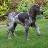 Rex Von Rooten Moor
