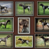 Wasov Kellys&#039;Black Favoriete