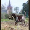 Wasov Kellys&#039;Black Favoriete