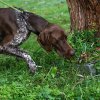 Balou van de Peelven