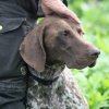 Balou van de Peelven