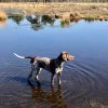 Balou van de Peelven