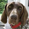 Bibi (Laika) van &#039;t Rosheide