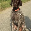 Alfie (Duuk) van het Kappertserf