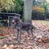 Chasse (Otto) Chasse au bon vent