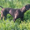 HPIM2412ab   Sonja