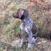 Balou van de Peelven