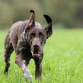 Rex Von Rooten Moor