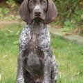 Rex Von Rooten Moor