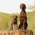 Jedy en Lieve (v.h Grubbertal)