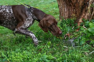 Balou van de Peelven