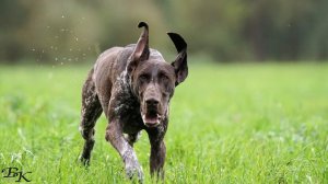 Rex Von Rooten Moor