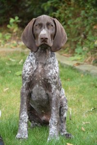 Rex Von Rooten Moor