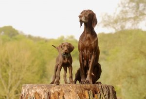 Jedy en Lieve (v.h Grubbertal)