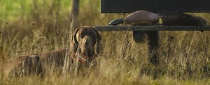 Darco van de Broekse Hoeve