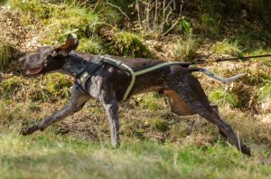 Chasse (Otto) Chasse au bon vent