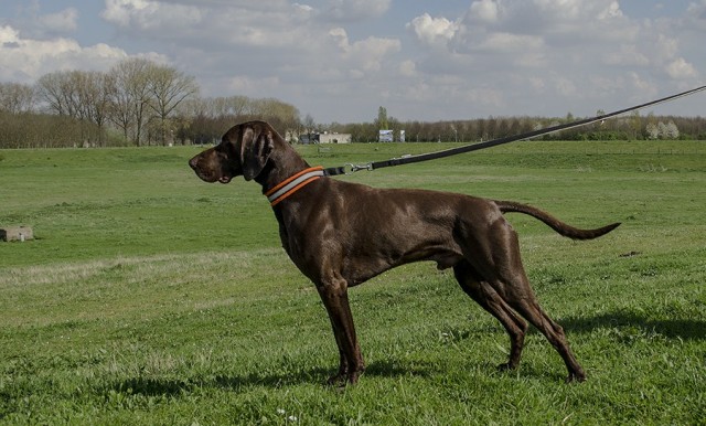 Darco van de Broekse Hoeve