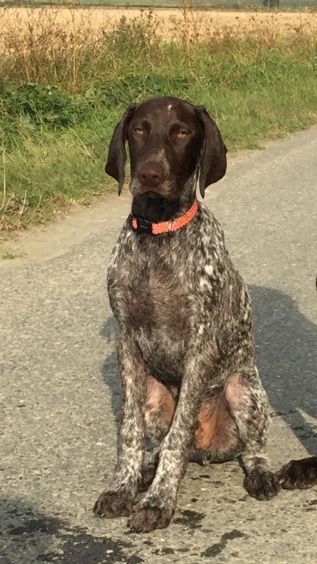 Alfie (Duuk) van het Kappertserf