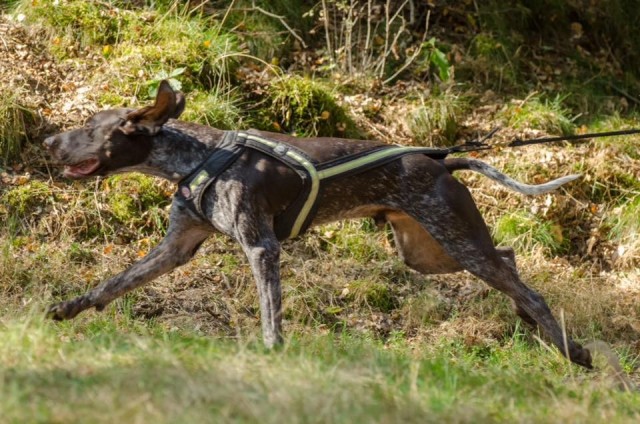 Chasse (Otto) Chasse au bon vent